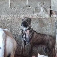 واگذاری سگ های سرابی و خراسانی اصیل