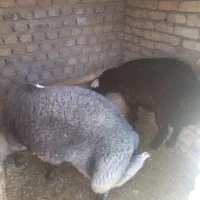 فروش دو راس گوسفند  وزن جفتی ۱۱۰کیلو فروشی
