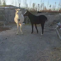 اسب کرد اصیل|اسب و تجهیزات اسب‌سواری|اردبیل, |دیوار