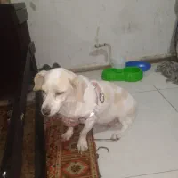 واگذاری سگ اشپیتز