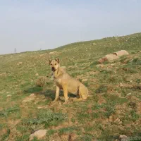 ماده سراب گم شده