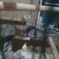 جوجه عروس پاریس