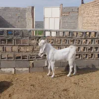 بزغاله پاکستانی