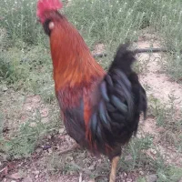 ۳عدد خروس اصل رسمی زیر مرغی