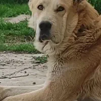 واگذاری سگ خراسانی اصیل گله ای و نگهبان واقعی