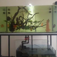 اکواریوم ریملس 120*50*55 سامپ