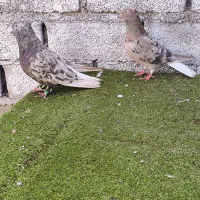 3 جفت اشعل دمسفید درجه یک