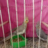 ماده تک|پرنده|مشهد, کوه سنگی|دیوار