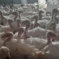 بوقلمون یک ماهه