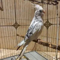عروس هلندی گم شده چند هفته پیش|پرنده|اهواز, کوی شایسته|دیوار