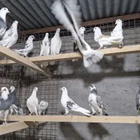 فروش 350 کبوتر دونه ایی 500