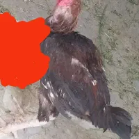 خروس دورگ