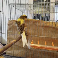 فروش قناری نر