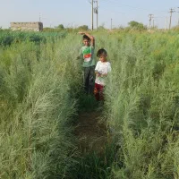 نهال فروشی|خدمات باغبانی و درختکاری|اهواز, سیاحی(سه راه خرمشهر)|دیوار