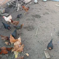 فروش مرغ محلی|حیوانات مزرعه|فاضل آباد, |دیوار