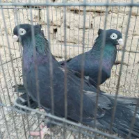 کبوتر شهرضا|پرنده|شهرضا, |دیوار