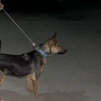 سگ ژرمن شیالو نر و ماده|سگ|گنبد کاووس, |دیوار