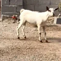 صلال خال خالی|حیوانات مزرعه|سمیرم, |دیوار