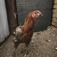 خروس لاری و محلی