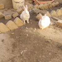 خرگوش نروماده
