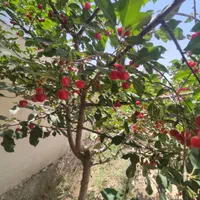 باغچه شهرکی/سندتکبرگ/آب برق گازکنتور/کردان سهیلیه|فروش زمین و ملک کلنگی|کرج, فاز ۲ مهرشهر|دیوار