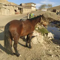 مادیان با کره|اسب و تجهیزات اسب‌سواری|دیواندره, |دیوار