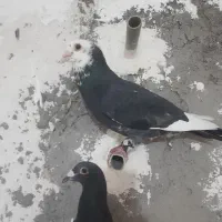 یک نرسوسکی سیاه نر ضمانت نابلدی کفتر شهرستان