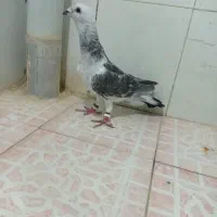 کبوتر کرمانی|پرنده|تربت‌حیدریه, ترمینال|دیوار