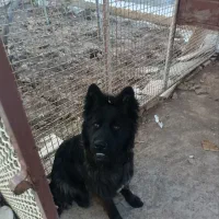 ژرمن شپرد/شولاین