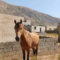 اسب|اسب و تجهیزات اسبسواری|بجنورد, |دیوار