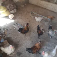 فروش خروس