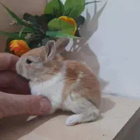 خرگوش مینیاتوری یک ماهه|موش و خرگوش|تهران, هاشمی|دیوار