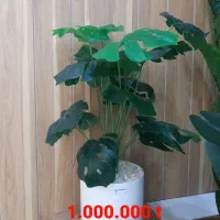 درختچه مصنوعی|گل مصنوعی|خورموج, |دیوار