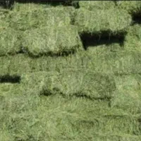 بیده خشک یارانه ای و زیر قیمت بازار|عمده‌فروشی|قائن, |دیوار