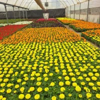 انواع گل فیکوس پتوس جعفری ساناز آنتوریوم کالانکوئه