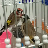 جفت سهره نر وماده رام رام