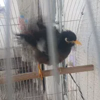 شاه مینا دوساله باقفس