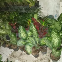 گل گیاه|گل و گیاه طبیعی|رودهن, |دیوار