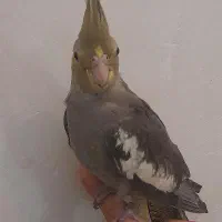 عروس هلندی|پرنده|رشت, حمیدیان|دیوار