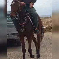 اسب نریون تاخت