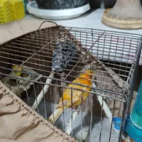 قناری ماده سرخ|پرنده|بومهن, |دیوار