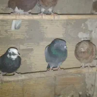 کبوتر گم شده