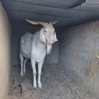 نری سنا|حیوانات مزرعه|راور, |دیوار