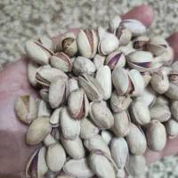 فروش پسته تازه خشک خندان|خوردنی و آشامیدنی|تهران, امیر بهادر|دیوار