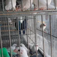 فنچ بنگالی|پرنده|اهواز, پادادشهر|دیوار