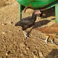 مرغ لاری|حیوانات مزرعه|سقز, |دیوار