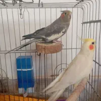 عروس هلندی نر و ماده|پرنده|رباطکریم, نصیرشهر|دیوار