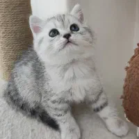 بریتیش سیلور