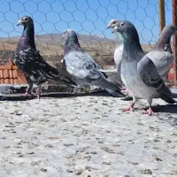 کفتر|پرنده|شیراز, سجادیه|دیوار