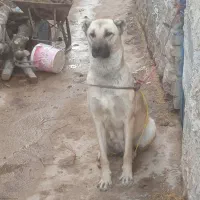 سگ ماده سراب